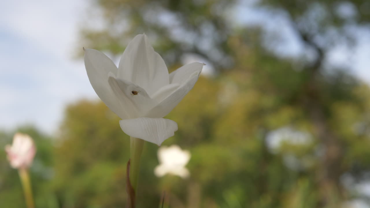 flores silvestres de texas que florecen en la primavera, bluebonnets y varias otras flores