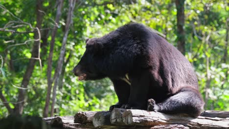 body extended towards the left while panting, lovely morning light, asiatic black bear, ursus thibetanus, huai kha kaeng wildlife sanctuary, thailand