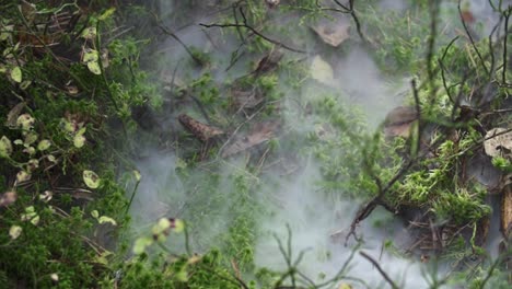 fog and smoke over the ground in the forest with moss and small plants