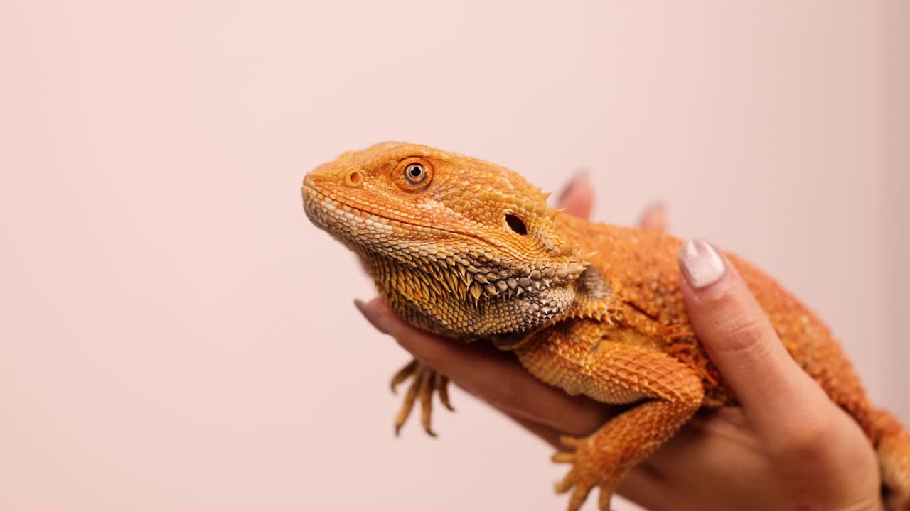 A bearded dragon is gently held and observed in a well-lit studio environment, showcasing its vibrant colors and calm demeanor
