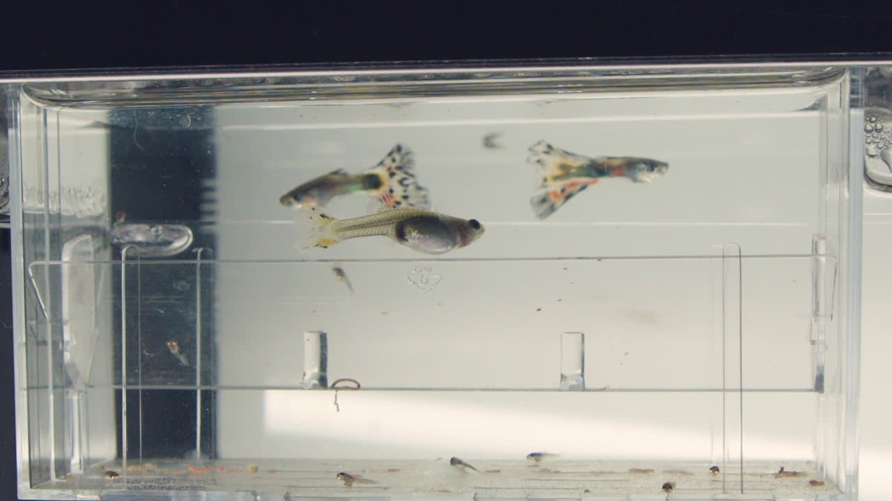 Newborn And Adult Guppy Fishes Moving Freely Inside The Aquarium - Mother Guppy Fish Eating Her Newborn Guppy Fry- Close Up Shot