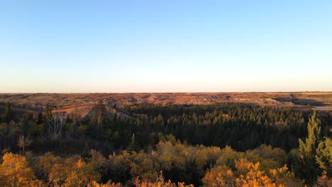drone aerial footage revealing a forest in the middle of dry lands of alberta, canada