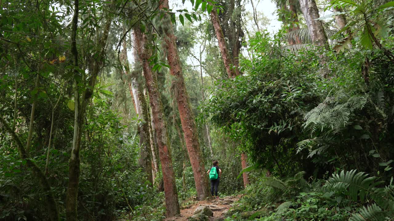Tall tree in comparison to human, dense Colombia Los Nevados national park nature