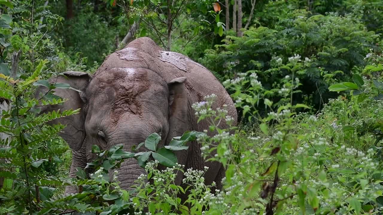 los elefantes asiáticos son especies en peligro de extinción y también son residentes de tailandia