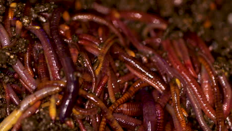 detalles macro de lombrices de tierra californianas.