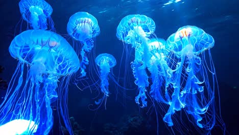 a group of jellyfish are floating in the ocean. the jellyfish are blue and orange
