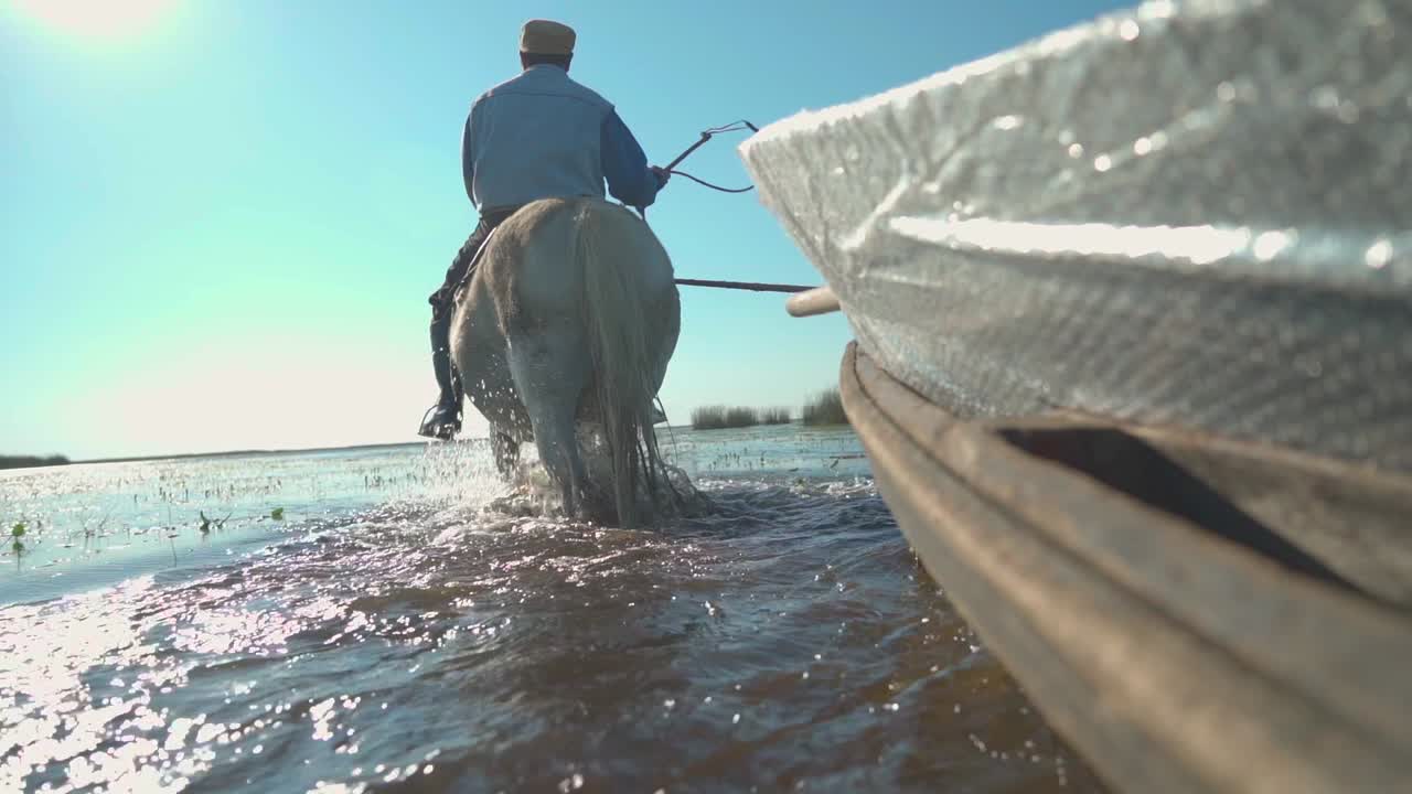 Mand på hvid hest trækker båd gennem lavvandet flodmunding, slow motion.