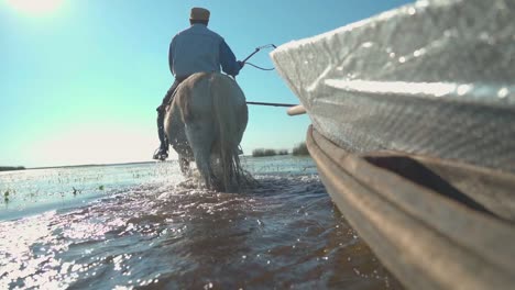 man on white horse pulls boat across shallow estuary, slow motion