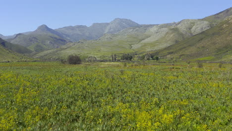 paisaje de valle de montaña con flores