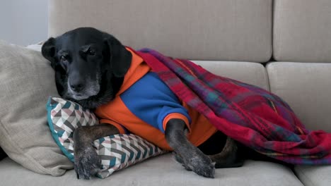 during a cold winter day, a sleepy senior labrador dog is seen wrapped in a red blanket and wearing a jacket as it rests comfortably on a couch