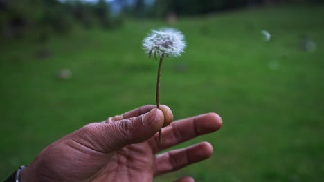 selective focus shot of dandelion puff being blown by a man