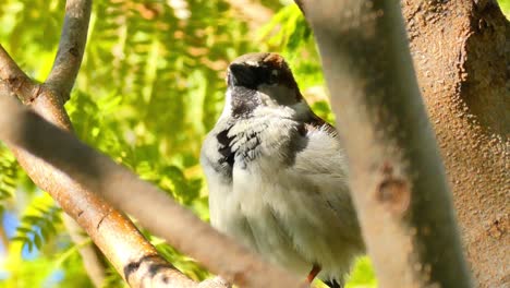 Eine-Nahaufnahme-Eines-Hübschen-Spatz,-Der-Auf-Dem-Ast-Eines-Baumes-Thront