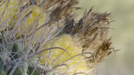 Fasskaktusfrüchte-Wachsen-In-Einem-Winkel-Zwischen-Scharf-Aussehenden-Stacheln,-Handheld-4k