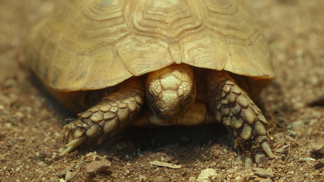 Eastern Hermann's Tortoise hides Head in a Shell