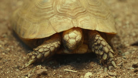 eastern hermann's tortoise hides head in a shell