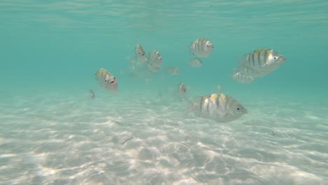underwater - a shoal coming in the direction of the camera as they pass by to a close up of many fishes