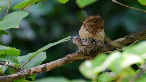 the javan frogmouth or horsfield's frogmouth is found in thailand and other asian countries