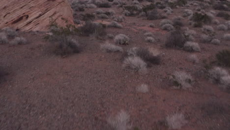 el dron vuela sobre las plantas del desierto alrededor de la piedra arenisca azteca roja revelando el valle del fuego.