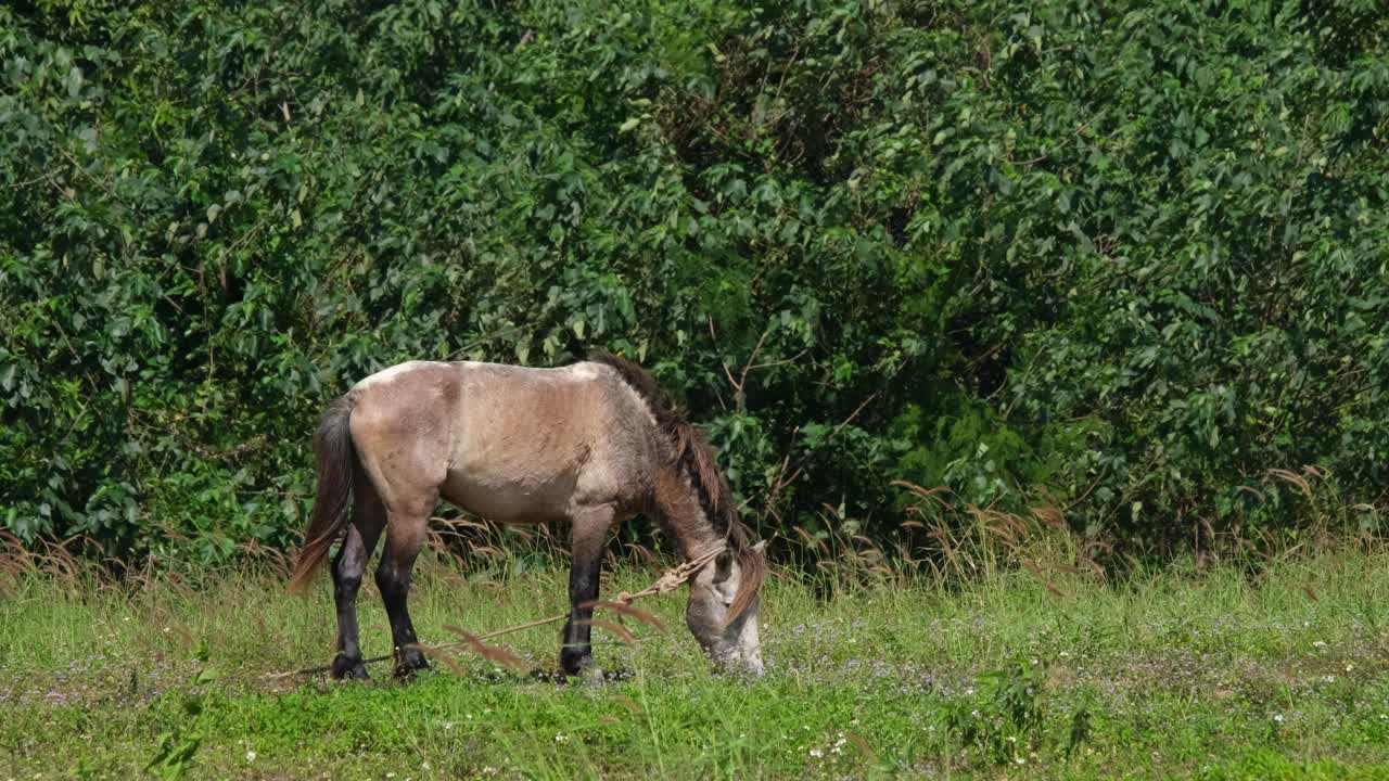 atado con una cuerda mirando hacia la derecha mientras come hierba durante un día ventoso, muak klek, tailandia
