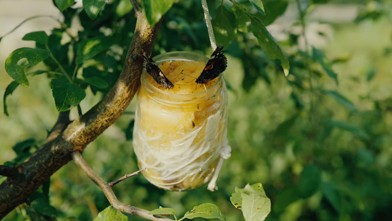 Homemade Butterfly Feeding Station in Tree with Three Tortoiseshells – Sunny Day