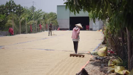 Rice Drying in a Rural Vietnamese Setting