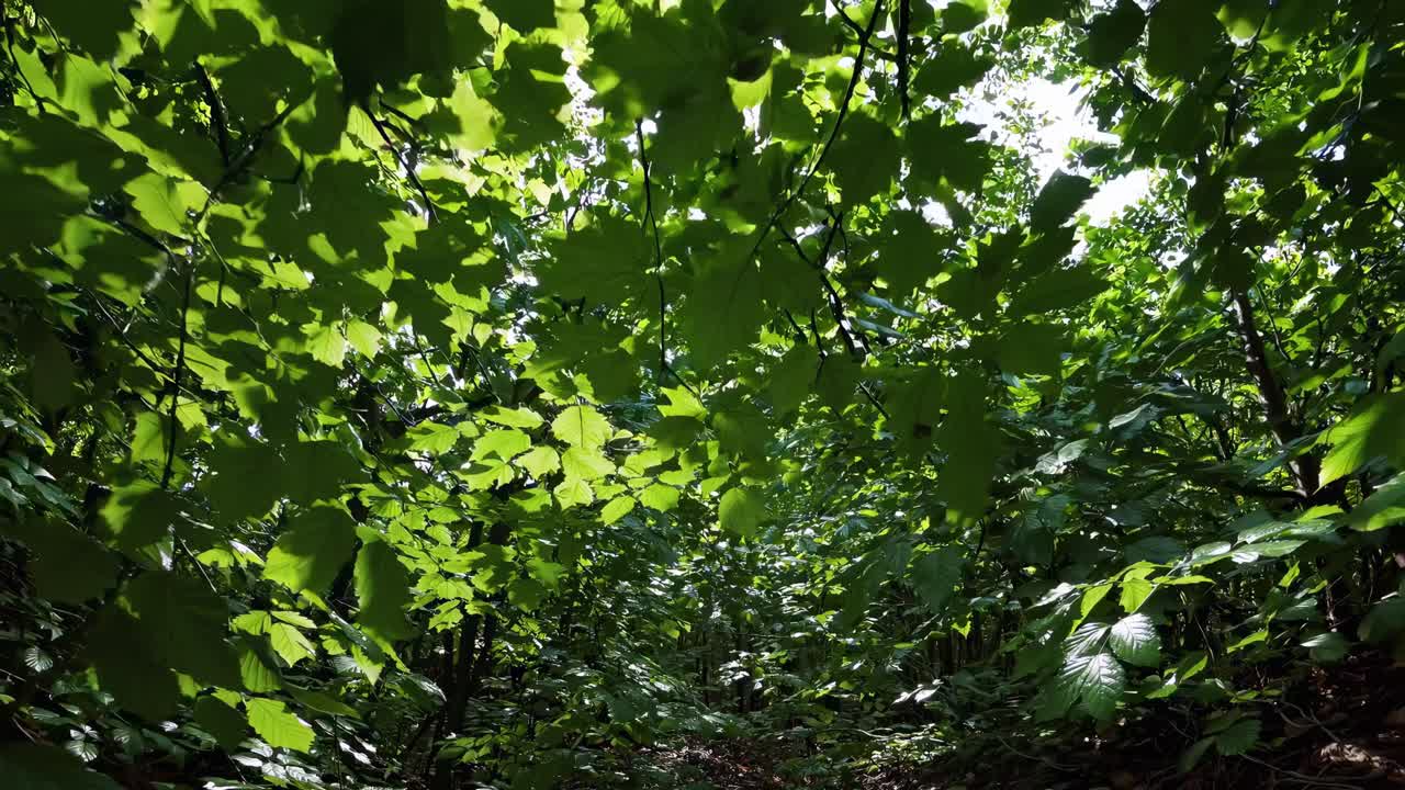 A tranquil forest scene video captured from a low-angle perspective, showcasing sunlight filtering