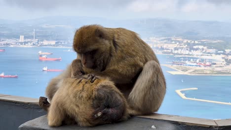 barbary macaques monkeys grooming each other with the sea in the background, gibraltar