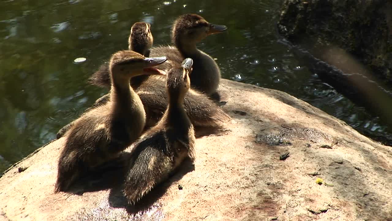 엄마를 부르는 물 근처의 바위에 앉아 있는 네 마리의 새끼 오리의 조감도