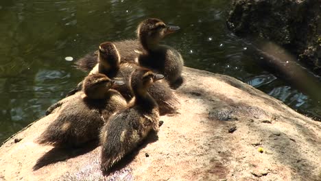 Disparo-De-Ojo-De-Pájaro-De-Cuatro-Patitos-Sentados-En-Una-Roca-Cerca-Del-Agua-Llamando-A-Su-Madre