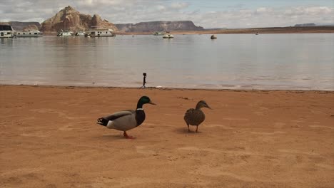 patos en el lago powell