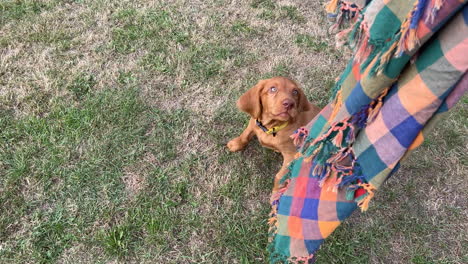 cachorro vizsla húngaro jugando en el jardín en un día soleado