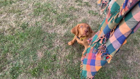 hungarian vizsla puppy playing in the garden on a sunny day