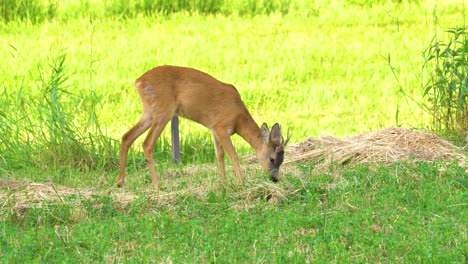 male roe deer with irregular antlers graze on meadow and chew grass