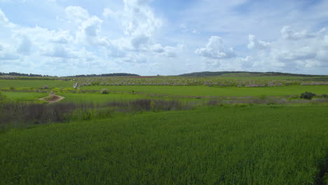 Huge-flat-area-with-blooming-almond-trees-and-visitors-came-to-sit-under-the-blossoms,-a-cloudy-spring-day-with-bright-colors