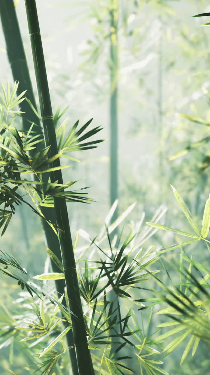 Bamboo forest bathed in soft morning light as nature awakens gently