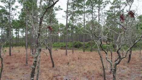 Drone-Shot-Panning-En-Un-Bosque-De-Pinos-De-Hoja-Larga-En-El-Invierno