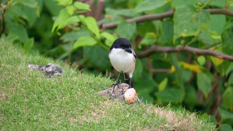 actuación en "the shrike" de cola larga o en "the shrike" de lomo rufo o en "the shrike" de cabeza negra comiendo pescado cocido de la gente