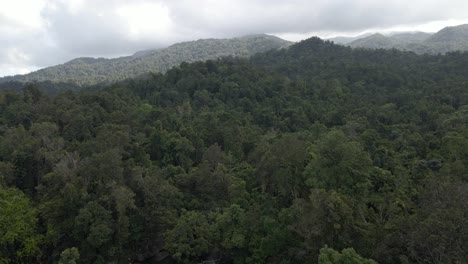 Aerial-View-Of-Thick-Vegetation-Of-Rainforest-In-Babinda-Scenic-Reserve-In-Cairns-Region,-Far-North-Queensland,-Australia