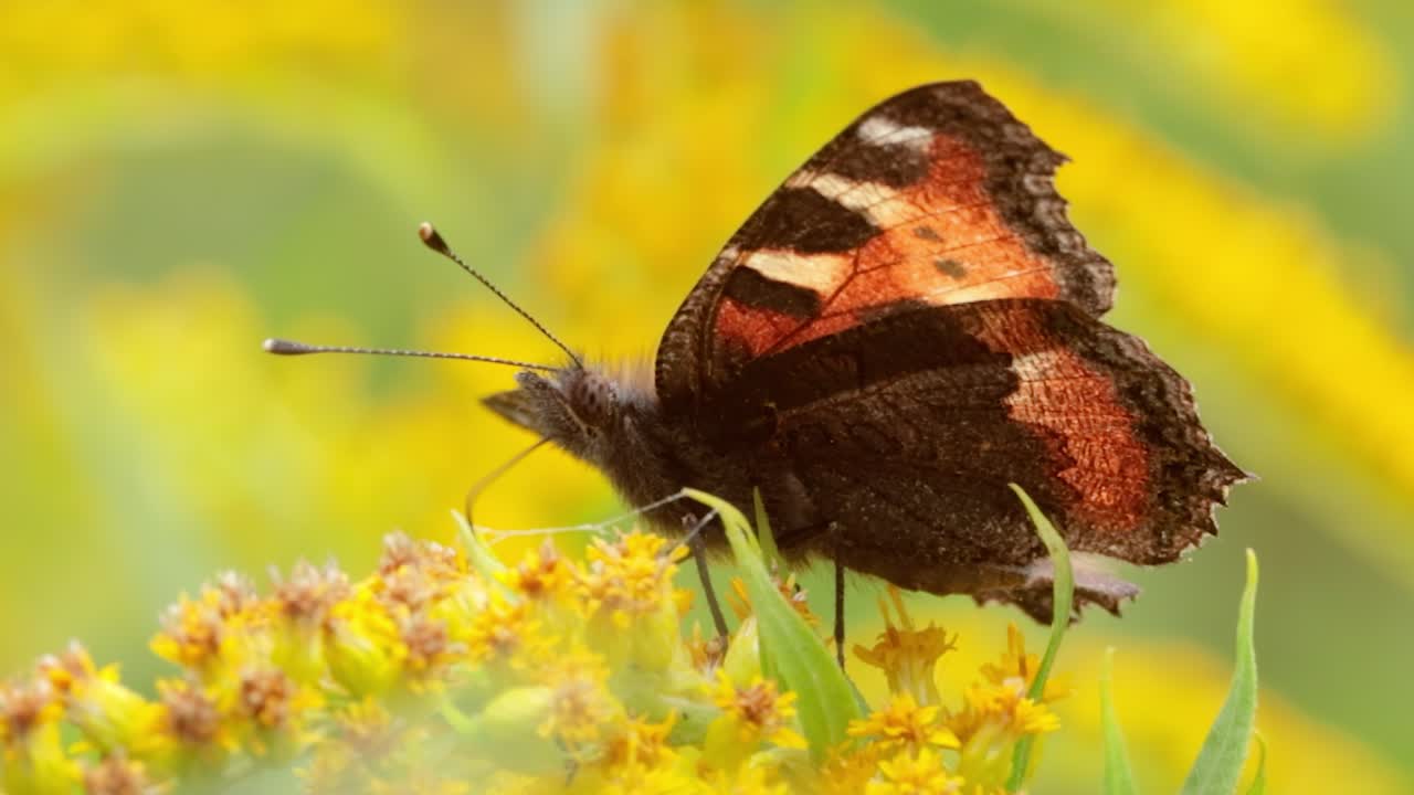 Small tortoiseshell butterfly (Aglais urticae, Nymphalis urticae) is a colourful Eurasian butterfly in the family Nymphalidae. It is a medium-sized butterfly that is mainly reddish orange.