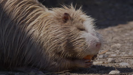 cinematic close up of wet nutria animal with closed eyes eating fresh carrot