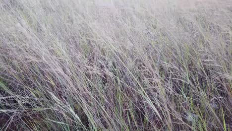 primer plano de hierba en el viento