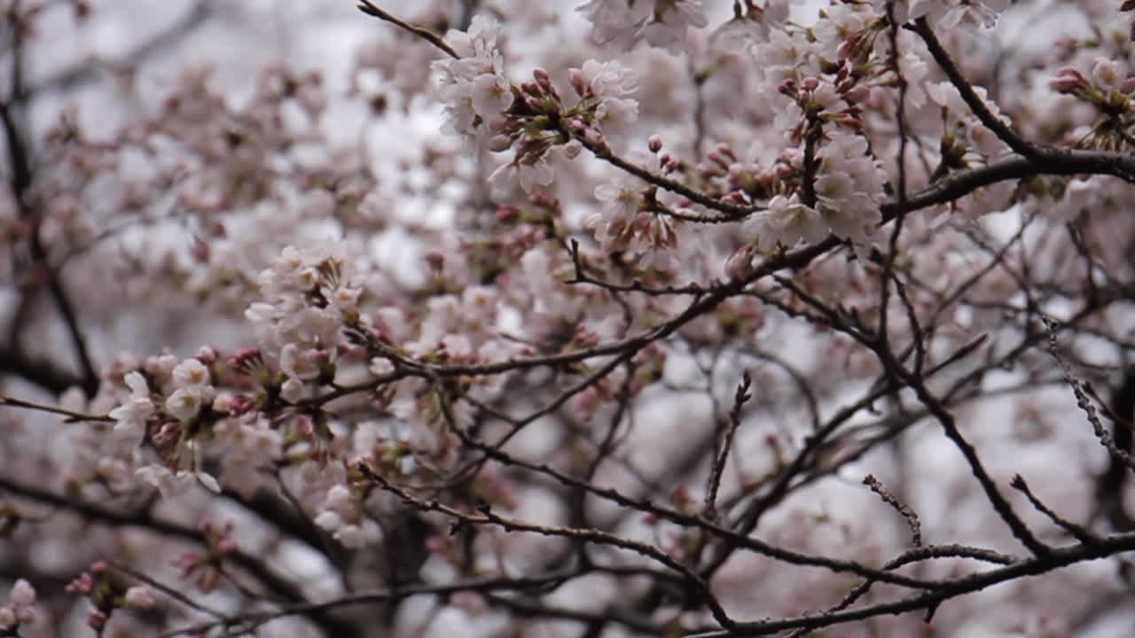 flores de cerezo en flor en tokio japón