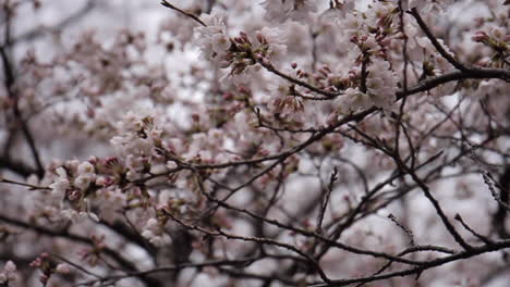 Flores-De-Cerezo-En-Flor-En-Tokio-Japón