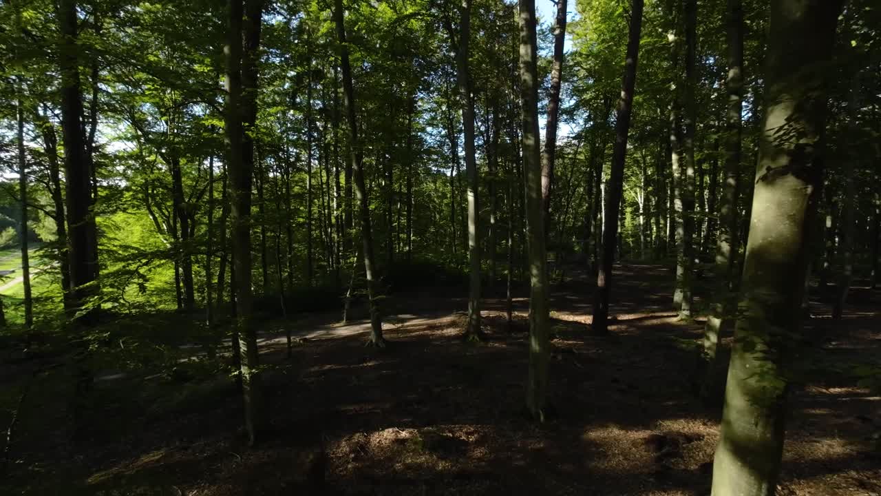 고요한 고요한 숲 나무를 통해 보는 관점