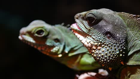 primer plano de dos iguanas verdes