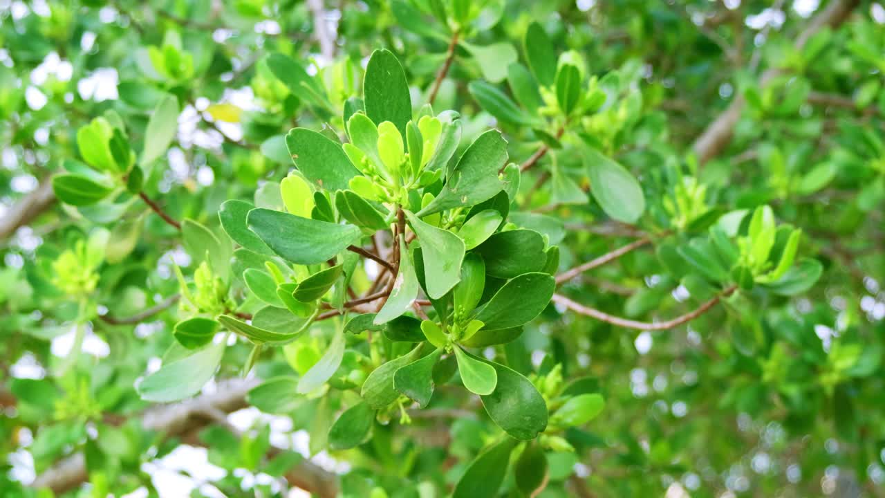 Explore the intricate details of vibrant green foliage in a serene nature trail setting.