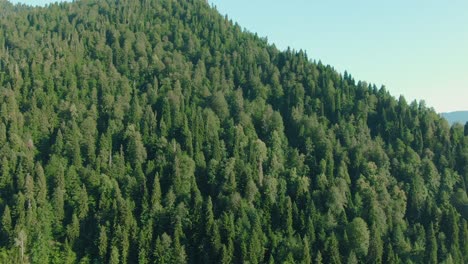 bosque denso en una ladera de la montaña