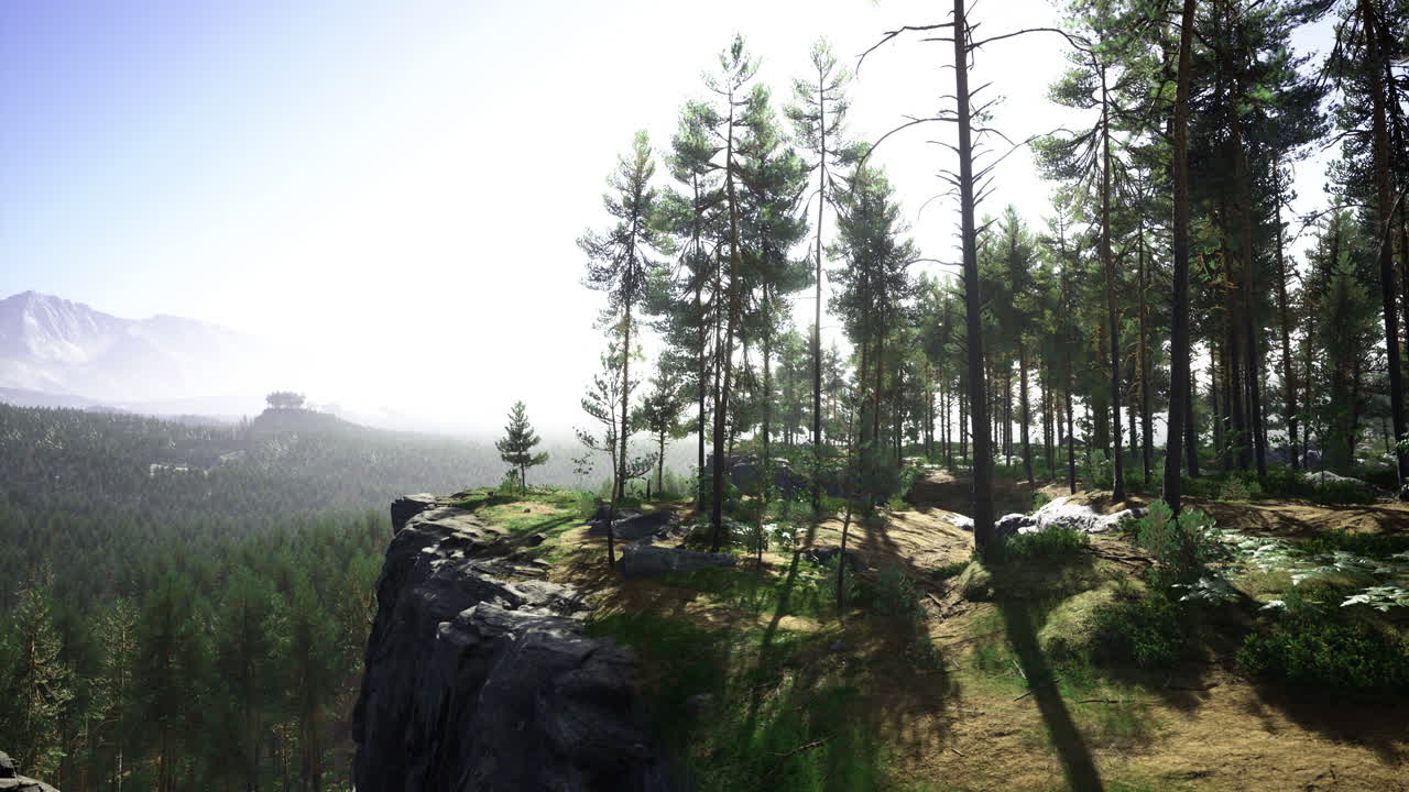 Scenic view of lush pine forest from rocky cliff in the morning light