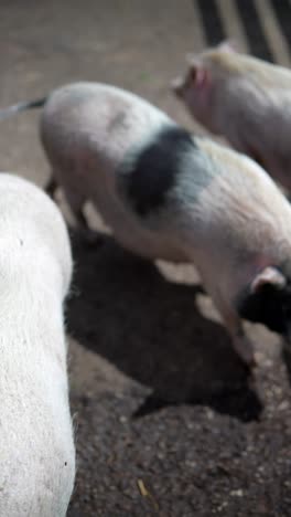 pigs in a pen