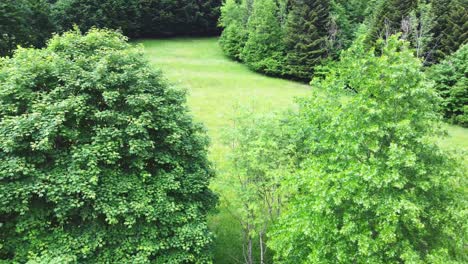 drone orbiting shot view around oak and maple trees during spring time over a green field 4k